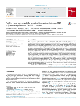 Fidelity Consequences of the Impaired Interaction Between DNA