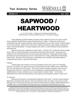 SAPWOOD / HEARTWOOD by Dr
