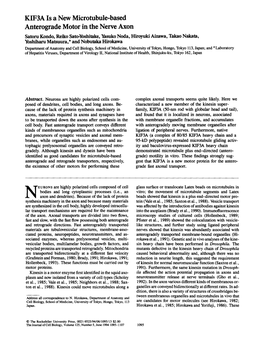 KIF3A Is a New Microtubule-Based Anterograde Motor in the Nerve Axon