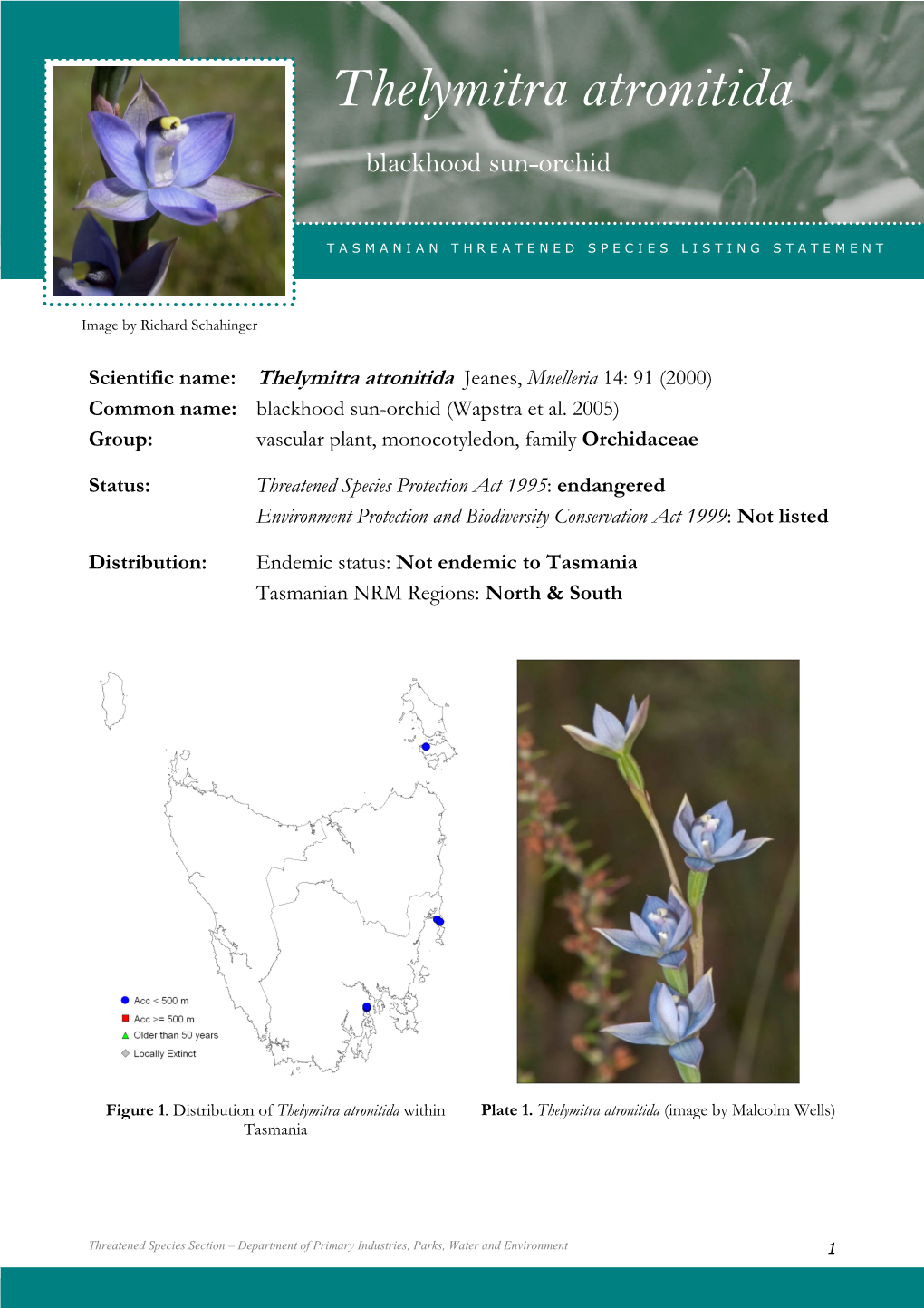 Thelymitra Atronitidaatronitida (Blackhood Sun-Orchid)