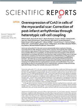 Overexpression of Cx43 in Cells of the Myocardial Scar