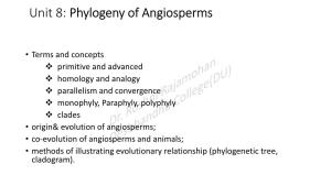 Phylogeny of Angiosperms
