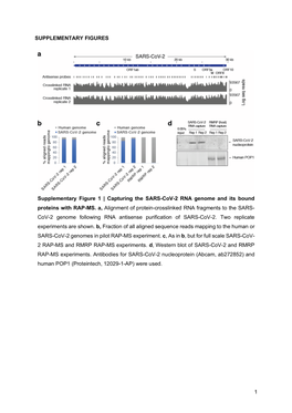 Capturing the SARS-Cov-2 RNA Genome and Its Bound Proteins with RAP-MS
