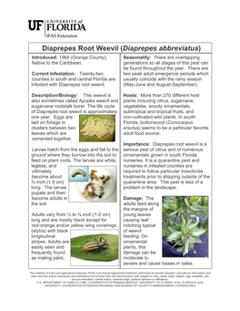 Diaprepes Root Weevil