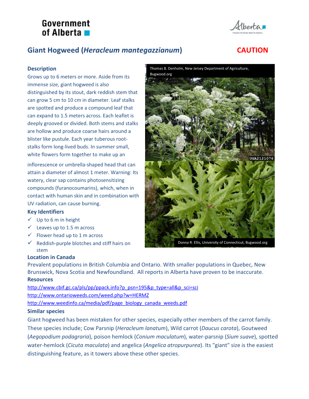 Giant Hogweed (Heracleum Mantegazzianum) CAUTION