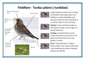 Fieldfare - Turdus Pilaris ( Turdidae)