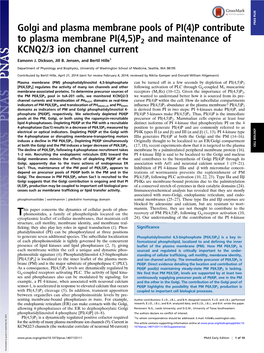 Golgi and Plasma Membrane Pools of PI(4)P Contribute PNAS PLUS to Plasma Membrane PI(4,5)P2 and Maintenance of KCNQ2/3 Ion Channel Current
