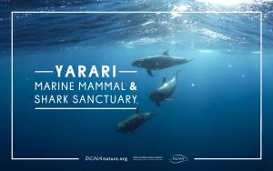 Yarari Marine Mammal and Shark Sanctuary - Content