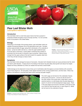 Pear Leaf Blister Moth Leucoptera Malifoliella