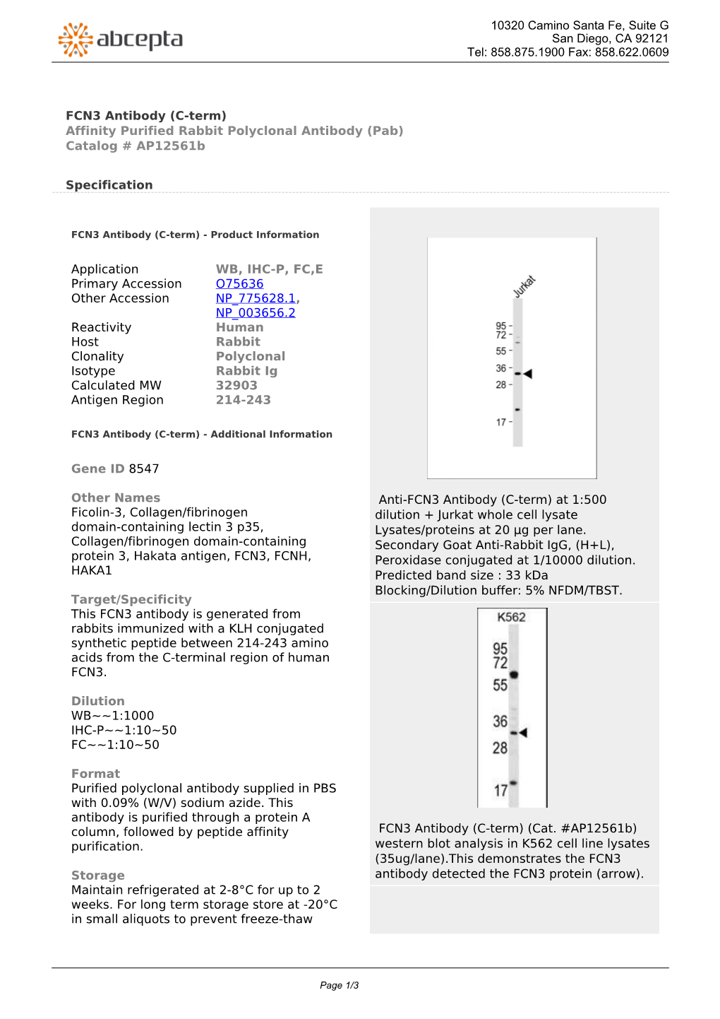 FCN3 Antibody (C-Term) Affinity Purified Rabbit Polyclonal Antibody (Pab) Catalog # Ap12561b