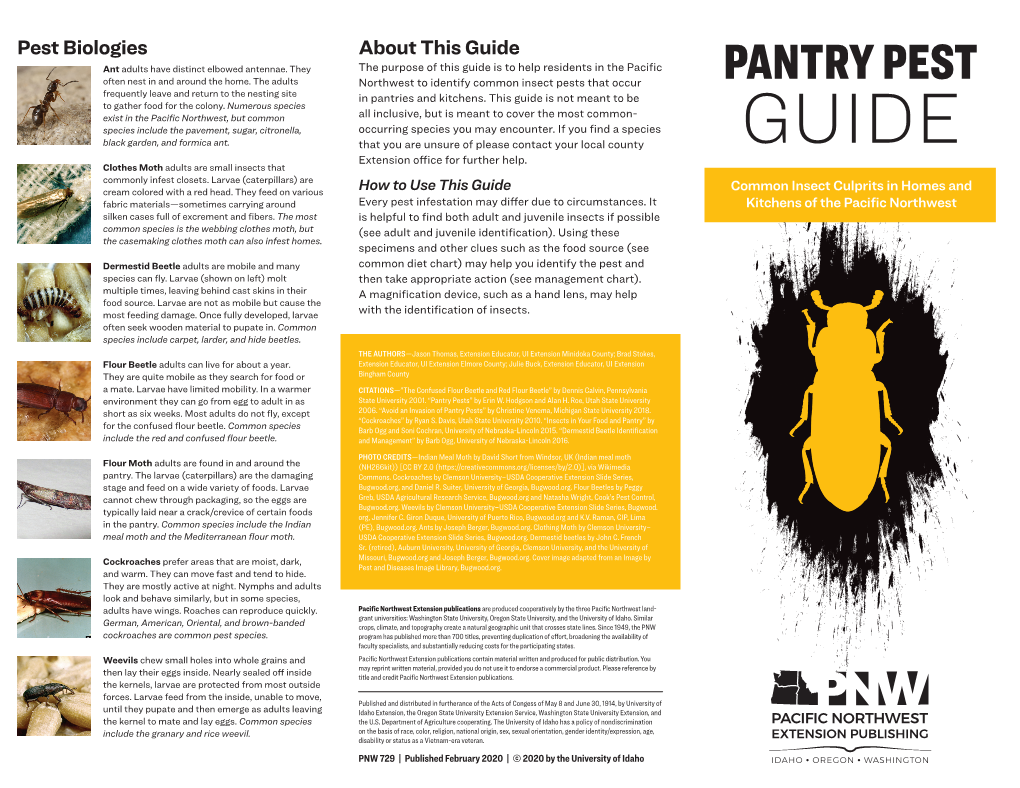 Pantry Pest Guide: Common Insect Culprits in Homes and Kitchens Of