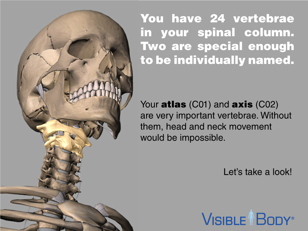 You Have 24 Vertebrae in Your Spinal Column. Two Are Special Enough to Be Individually Named