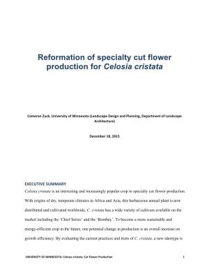 Reformation of Specialty Cut Flower Production for Celosia Cristata