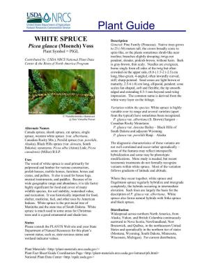 WHITE SPRUCE Description General: Pine Family (Pinaceae)