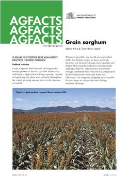 Grain Sorghum