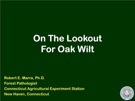 On the Lookout for Oak Wilt