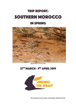 Birding in Southern Morocco 2019 Trip Report