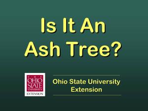 Ash Tree Identification for Home Owners