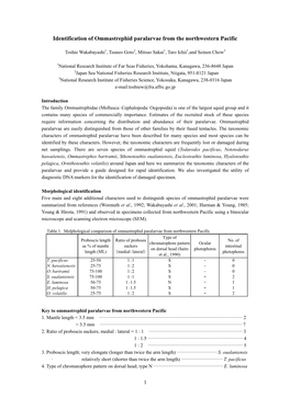 Identification of Ommastrephid Paralarvae from the Northwestern Pacific