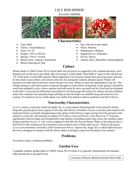 LILY RED SPIDER Lycoris Radiata Characteristics