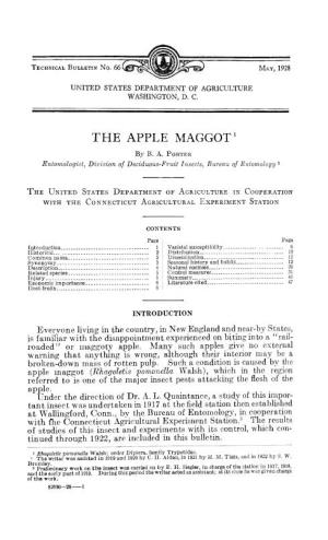 The Apple Maggot'