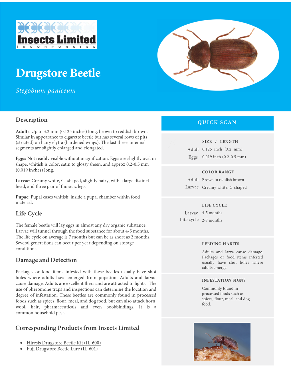 Drugstore Beetle