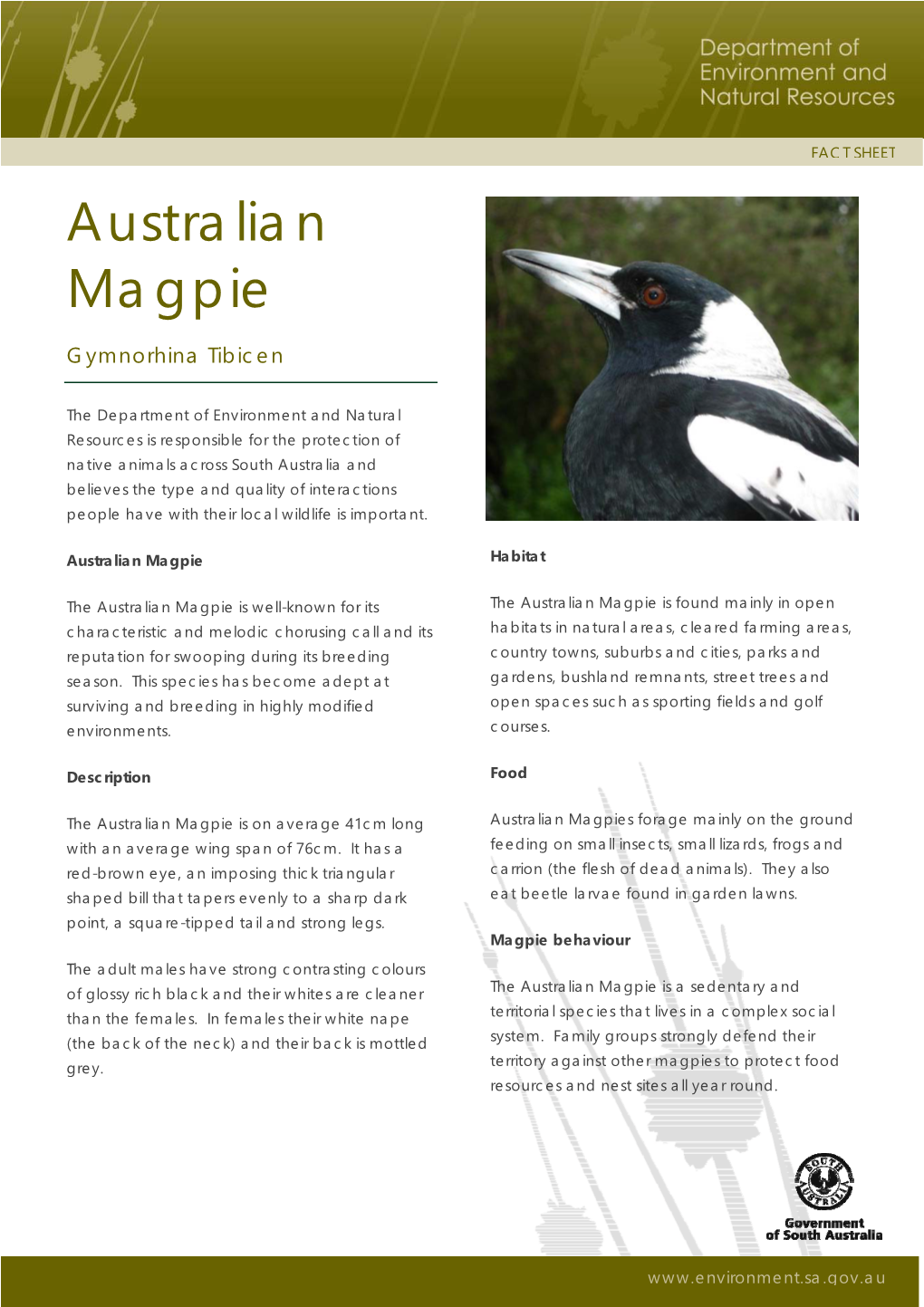 Australian Magpie Fact Sheet