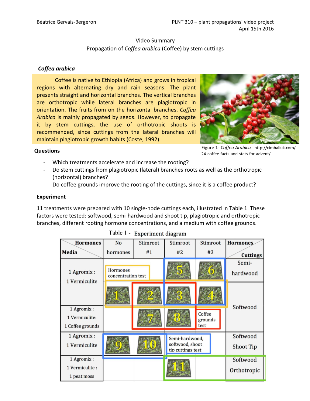 Propagation of Coffea Arabica (Coffee) by Stem Cuttings