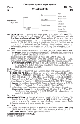 Chestnut Filly Barn 5 Hip No. 89