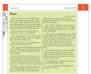Hoyas Recipe for Herb Syrup