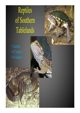 Reptiles F S Th of Southern Tablelands