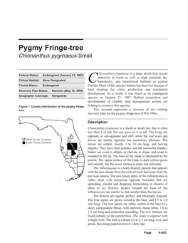 Pygmy Fringe-Tree Chionanthus Pygmaeus Small
