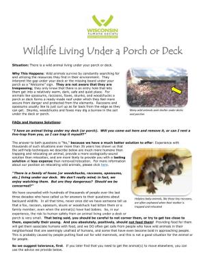 Wildlife Living Under a Porch Or Deck