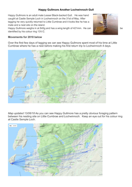 Happy Gullmore Another Lochwinnoch Gull Movements For