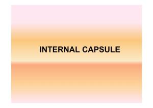 INTERNAL CAPSULE • Projection Fibres- Internal Capsule