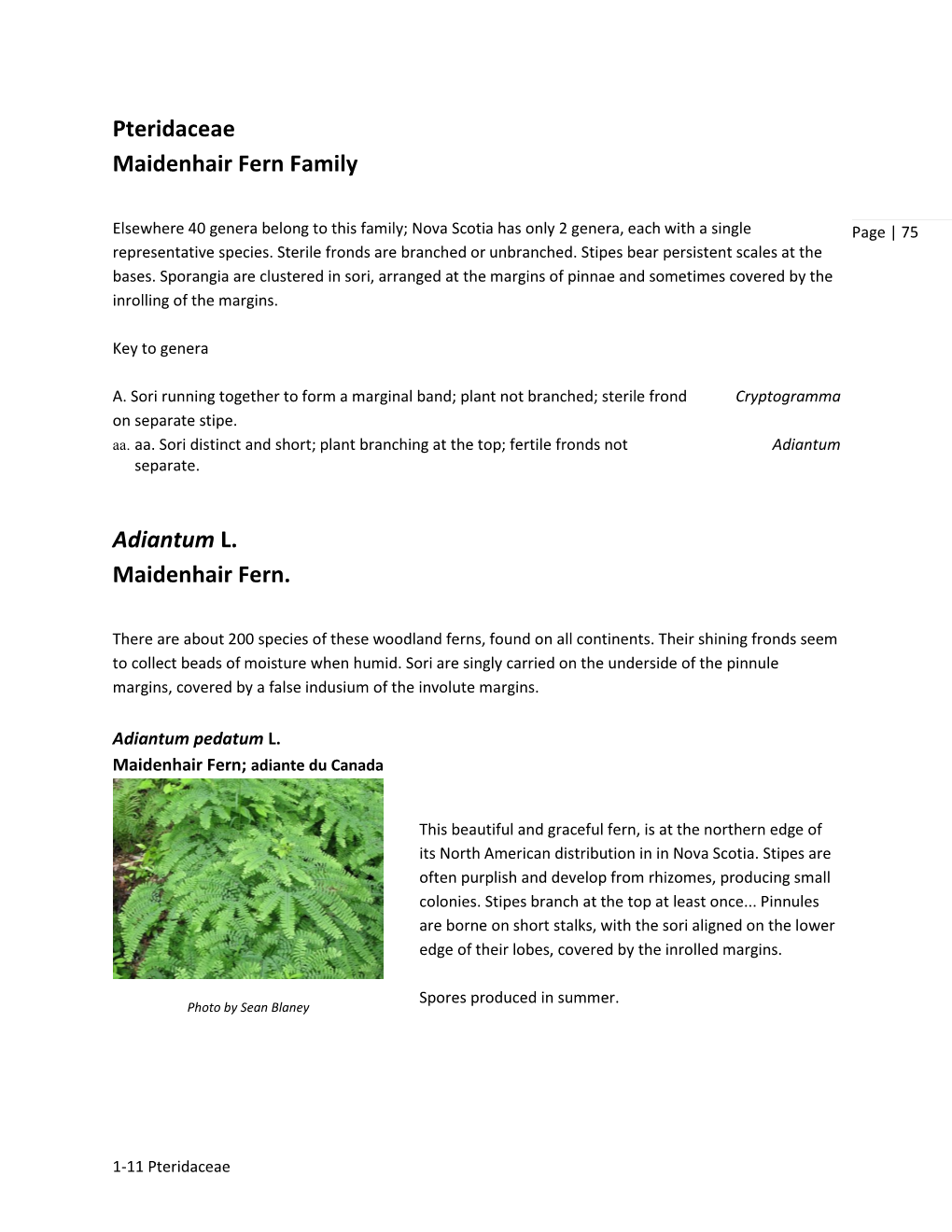 Pteridaceae Maidenhair Fern Family Adiantum L. Maidenhair Fern