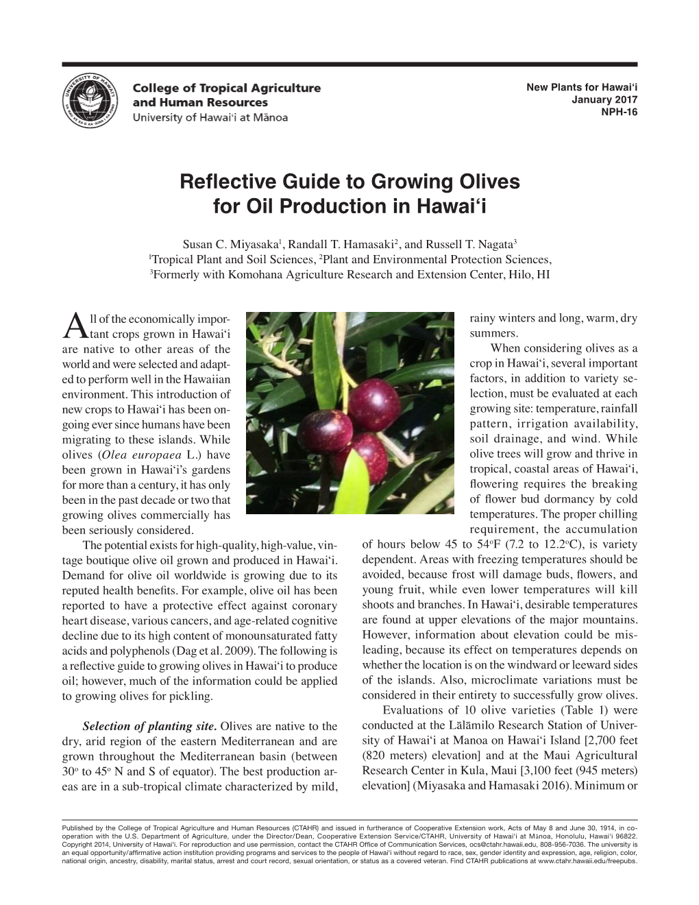 Reflective Guide to Growing Olives for Oil Production in Hawai'i