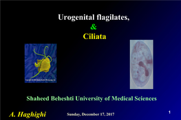 Urogenital Flagilates, & Ciliata