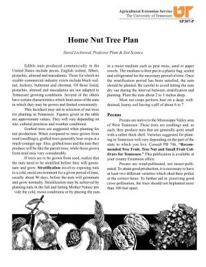 Home Nut Tree Plan