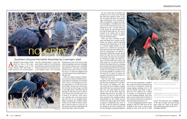 Southern Ground-Hornbills Thwarted by a Terrapin Shell Ing to Crack the Shell Open to Get at the Lthough I’Ve Been Living in South Visit, but I Still Had Doubts