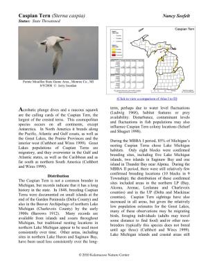 Caspian Tern (Sterna Caspia) Nancy Seefelt Status: State Threatened
