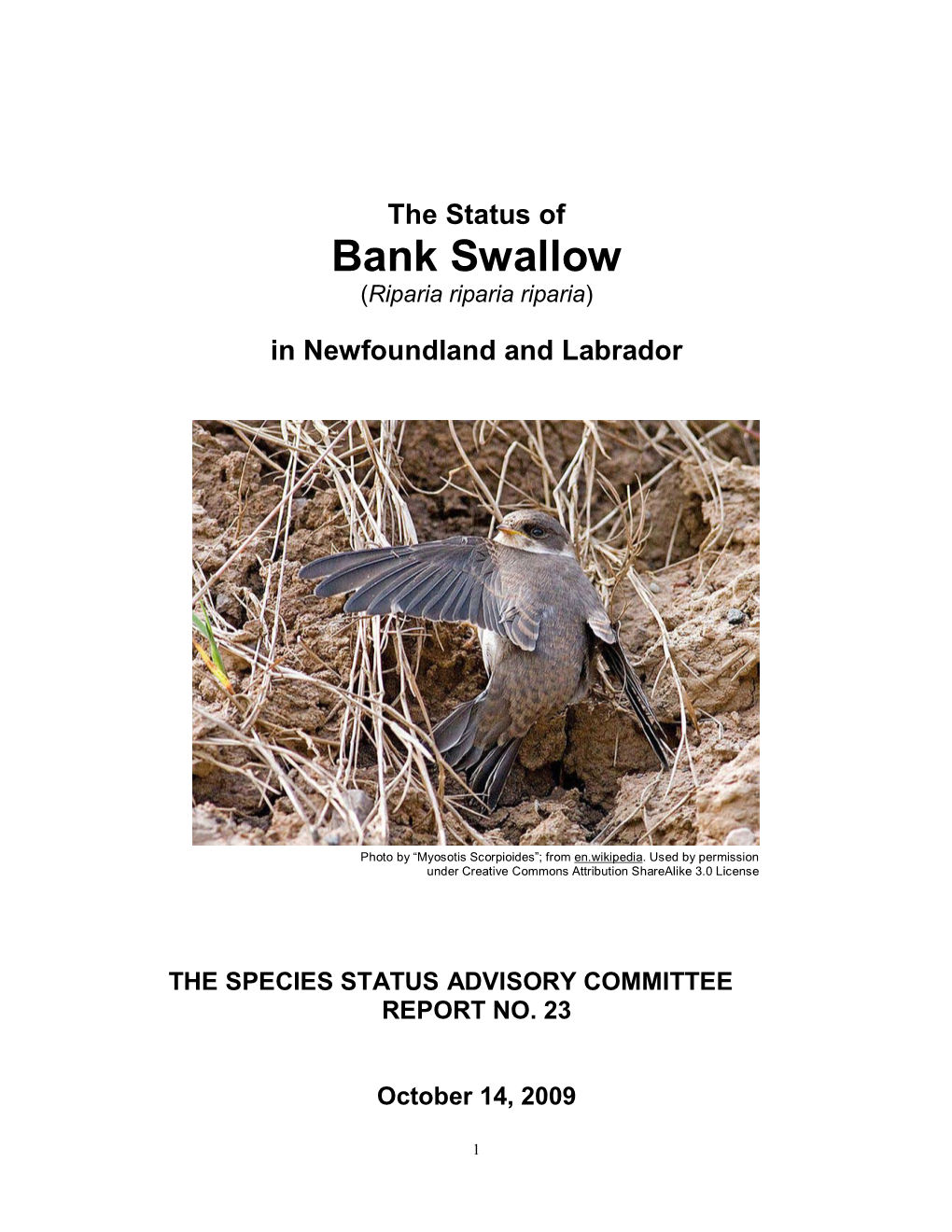 The Status of Bank Swallow (Riparia Riparia Riparia)