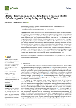 Effect of Row Spacing and Seeding Rate on Russian Thistle (Salsola Tragus) in Spring Barley and Spring Wheat