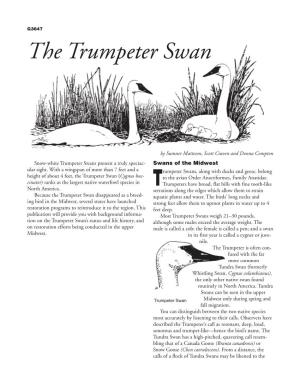 Free Download! the Trumpeter Swan