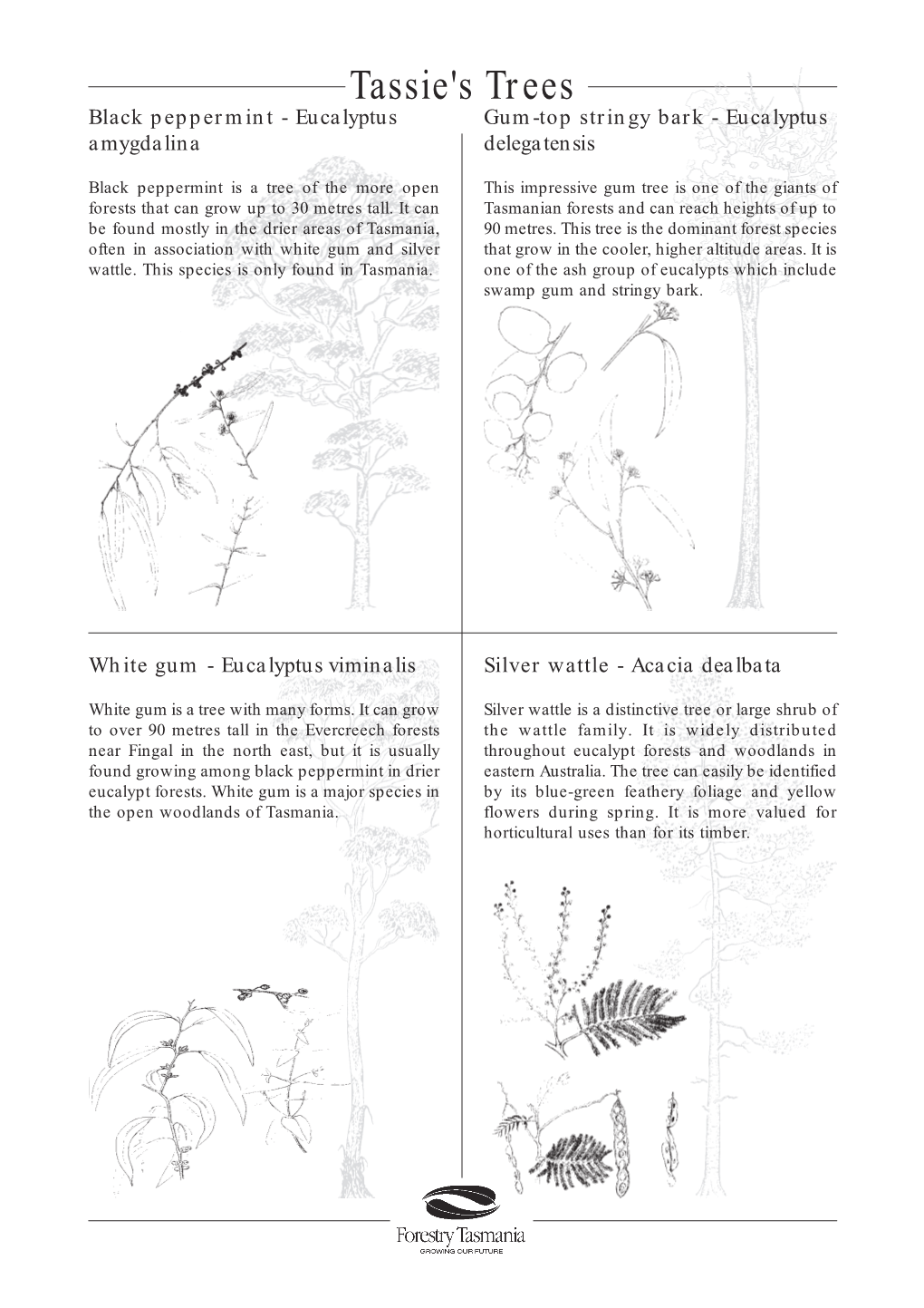 Tassie's Trees Black Peppermint - Eucalyptus Gum-Top Stringy Bark - Eucalyptus Amygdalina Delegatensis