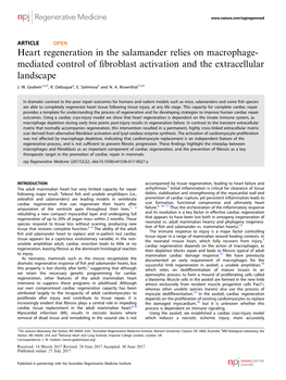 Heart Regeneration in the Salamander Relies on Macrophage- Mediated Control of ﬁbroblast Activation and the Extracellular Landscape