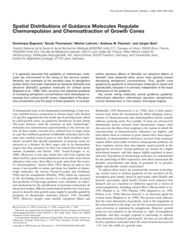 Spatial Distributions of Guidance Molecules Regulate Chemorepulsion and Chemoattraction of Growth Cones