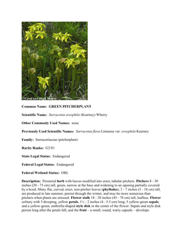 GREEN PITCHERPLANT Scientific Name: Sarracenia Oreophila