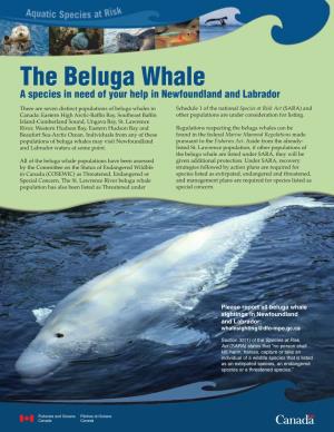 The Beluga Whale a Species in Need of Your Help in Newfoundland and Labrador