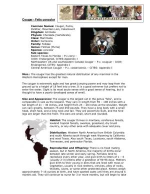 Cougar - Felis Concolor
